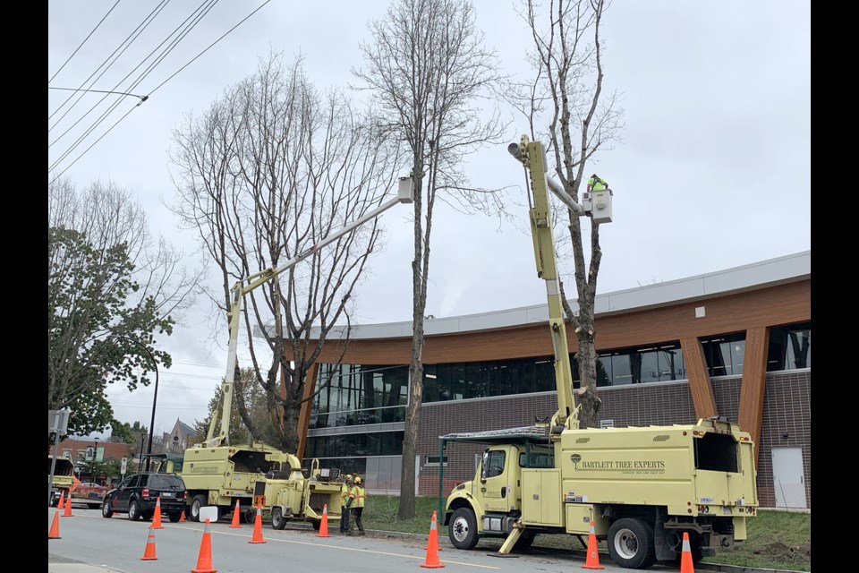 Trees are being cut along Mary Hill Road in Port Coquitlam, next to the Port Coquitlam Community Centre.