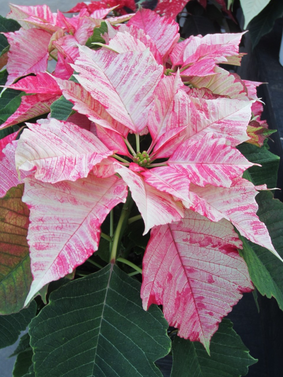 Poinsettia3