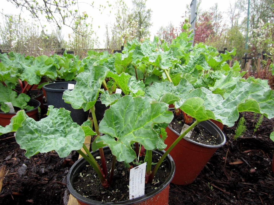 Rhubarb1