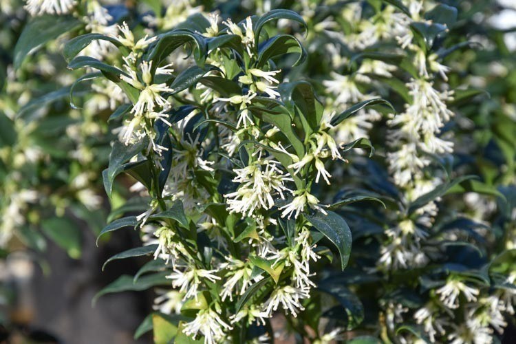 sarcococca-confusa