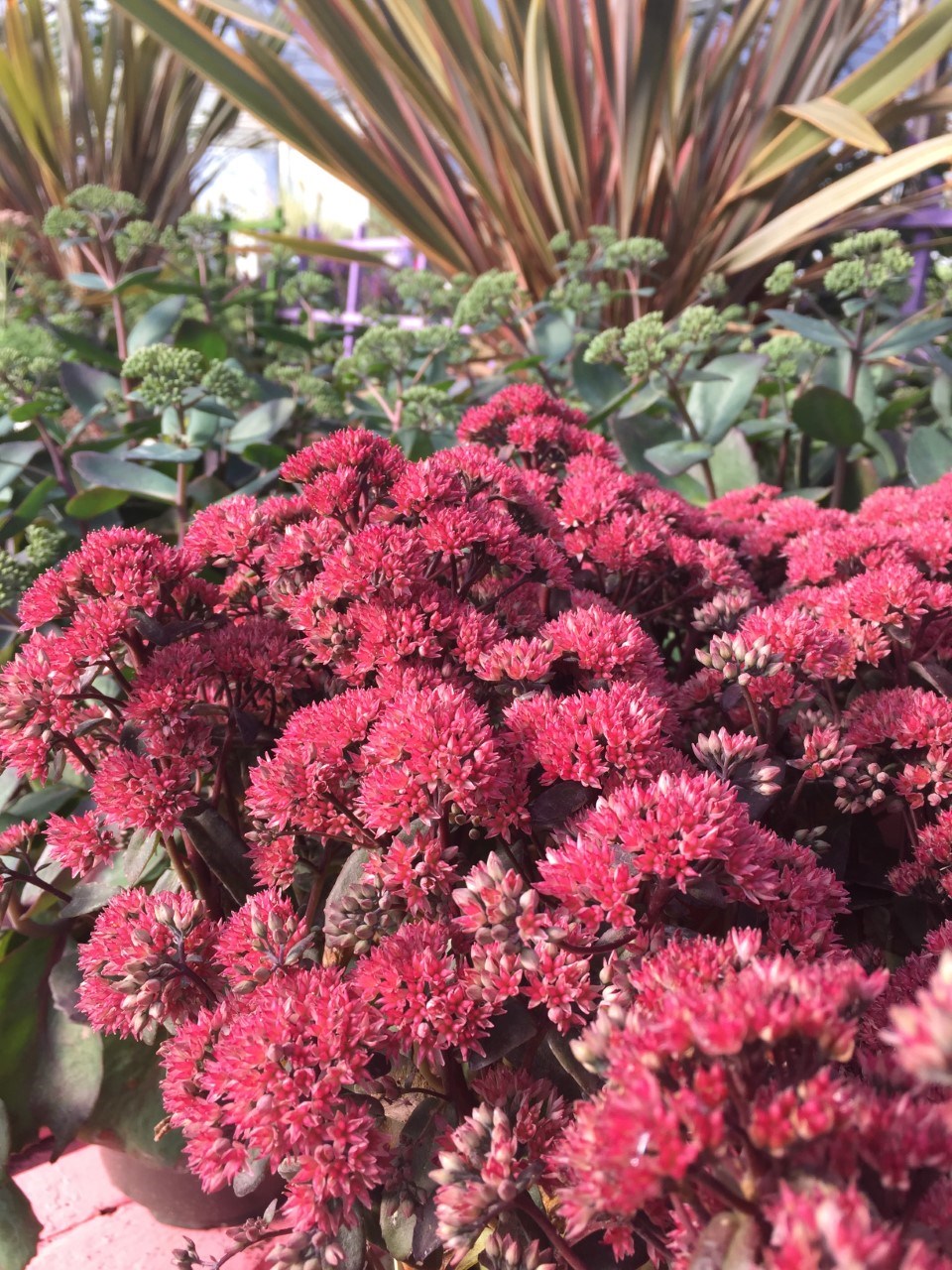 Sedum