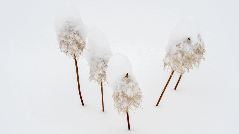 snow-covered-seedheads