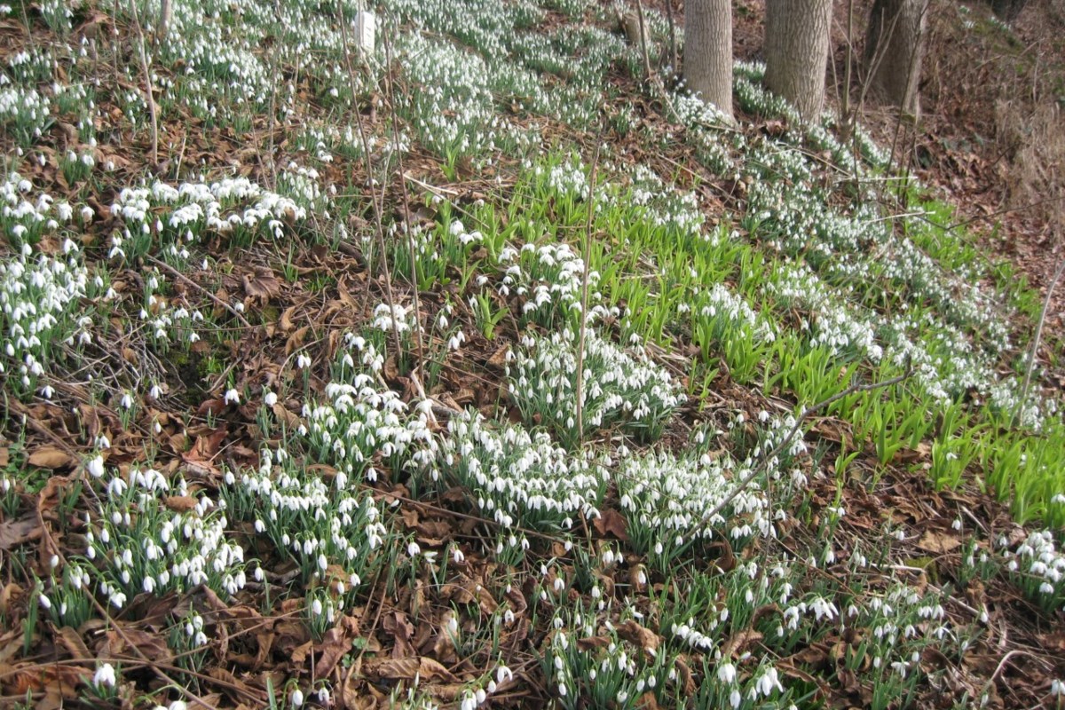 Minter: Top 10 tips for gardening in November