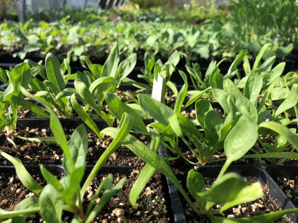 starter-plants