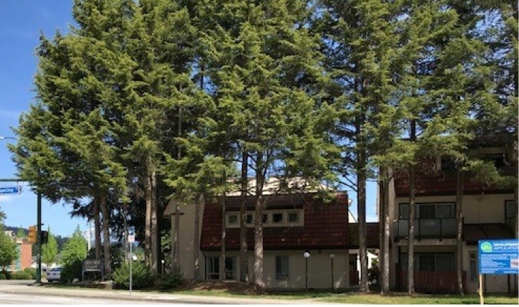 Trees on Ozada in Coquitlam before they were removed for a site redevelopment.