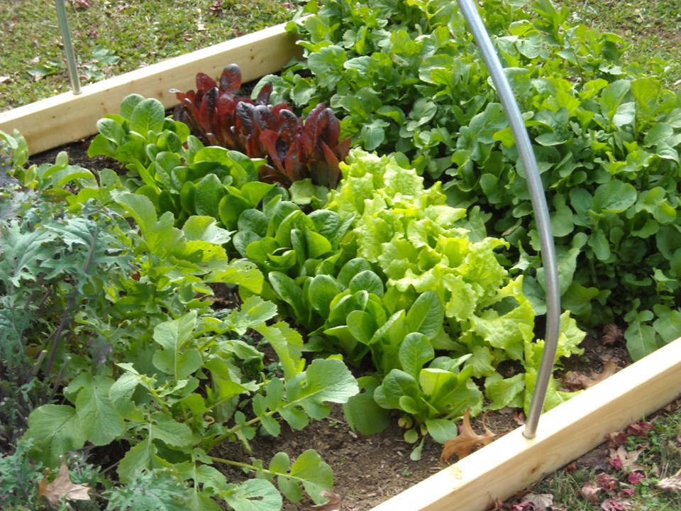 Vegetable Garden