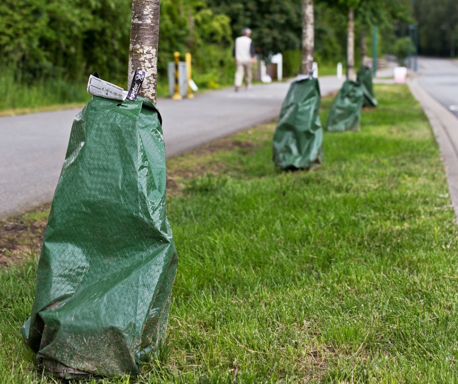 Coquitlam street tree watering