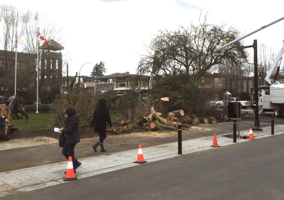 Port Coquitlam cuts down trees