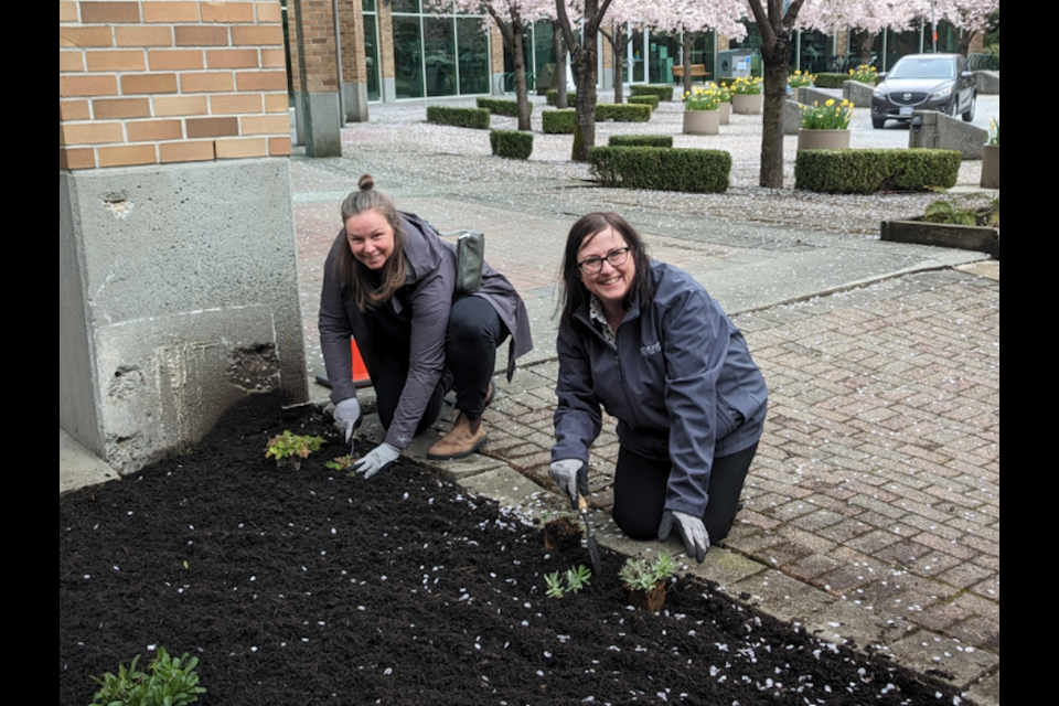 Coun. Samantha Agtarap (left) and Mayor Meghan Lahti plant bat-friendly plants — species that attract food for bats such as moth caterpillars and other insects – outside city hall on International Bat Appreciation Day, April 17, 2023.