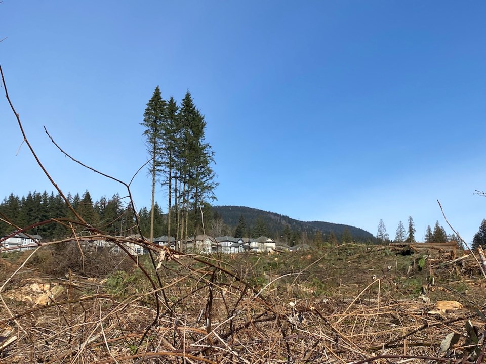 remaining-trees-at-burke-mountain-park-and-school-site-in-coquitlam