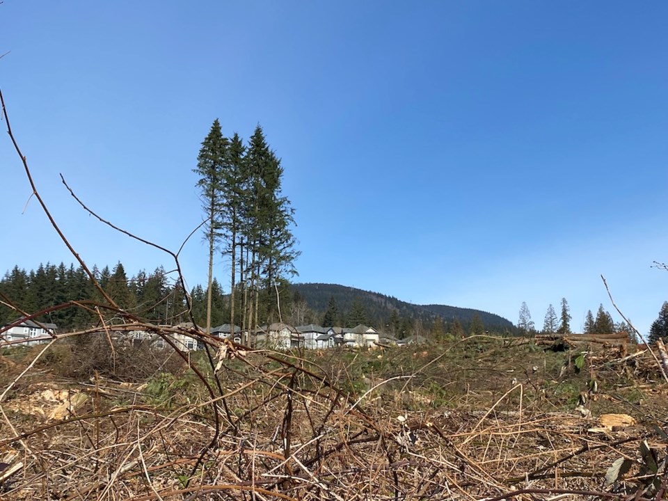 remaining-trees-at-burke-mountain-park-and-school-site-in-coquitlam