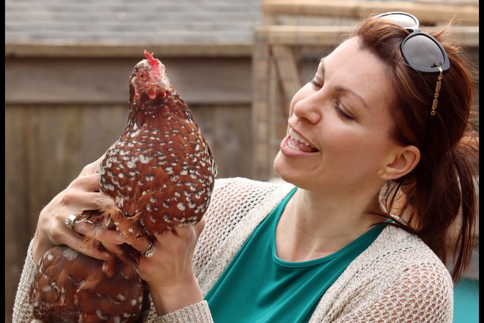 Dana Dunne visits with one of the five chickens her family keeps in the backyard of their Port Moody home. The city has told her the chickens must be removed, but she's planning to make a delegation to council urging they consider amending bylaws to allow backyard chickens.