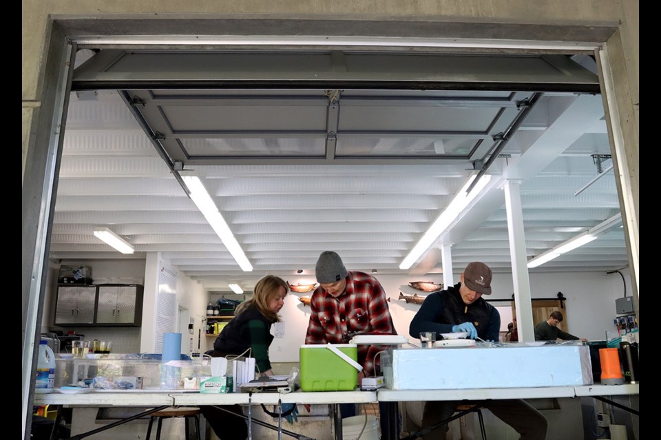 Stephanie Lingard, Andrew Lotto and Steve Johnston setup their makeshift operating theatre at the garage door to the Mossom Creek fish hatchery, where they'll spend the better part of two days implanting tiny v7 tags into coho salmon fingerlings before they're released into Burrard Inlet so they can be tracked through the summer.