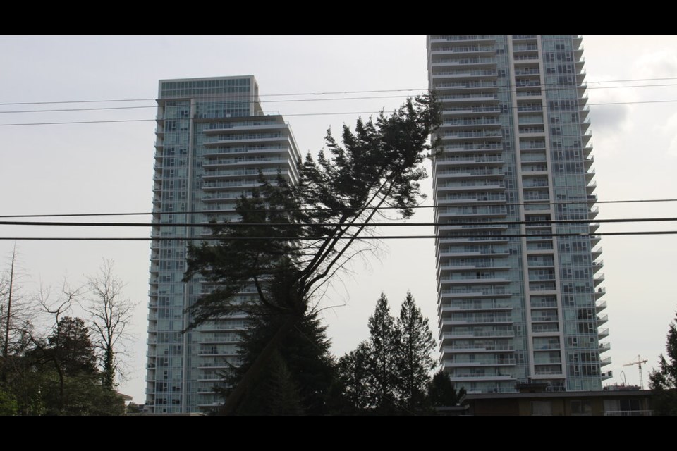 Burquitlam's Christine Coles claims a Flicker nest was in this tree cut down Tuesday, April 6, which if true, would violate B.C.'s Wildlife Act; however, the city of Coquitlam said a recent bird nest survey found nothing.