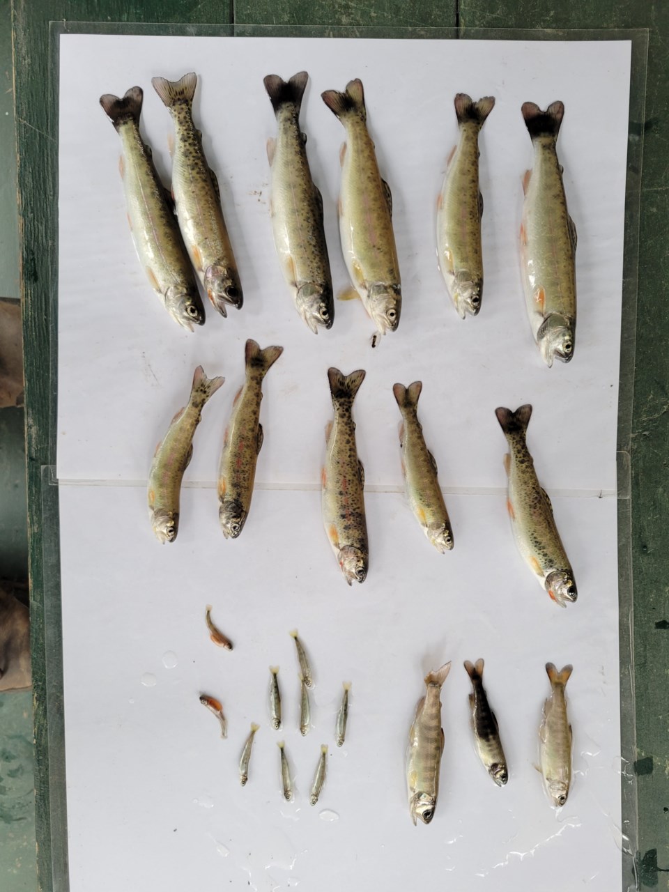 Hyde Creek fish kill