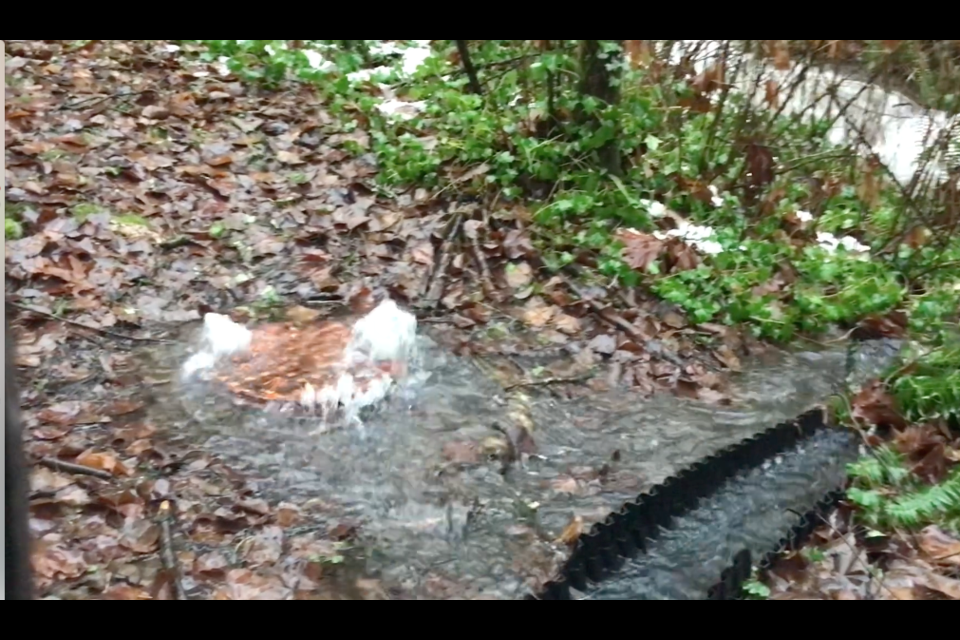 Sewage leaking out of a Metro Vancouver sewer pipe into Stoney Creek in Coquitlam.