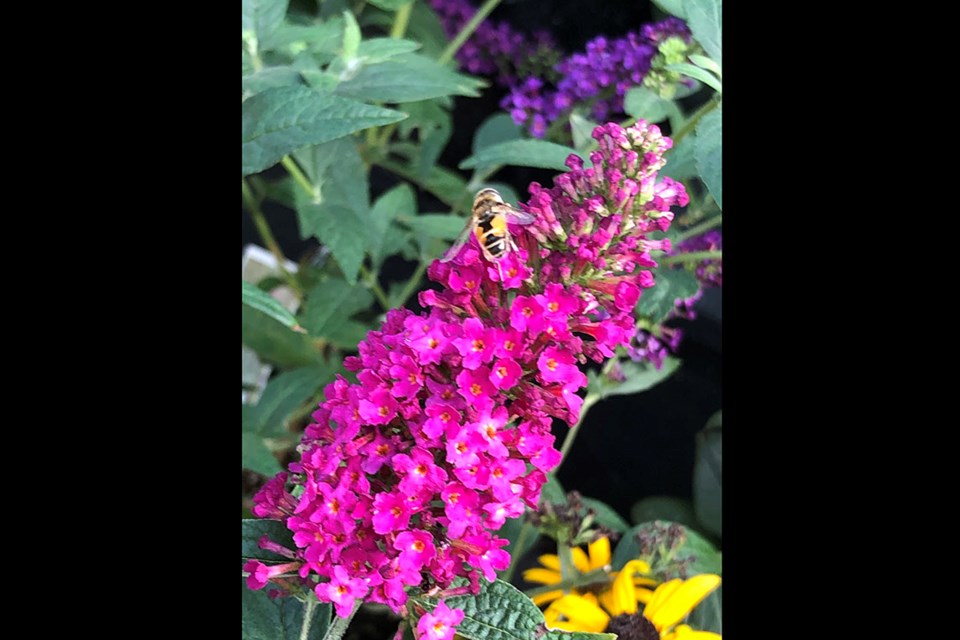 Blooming summer flowers.