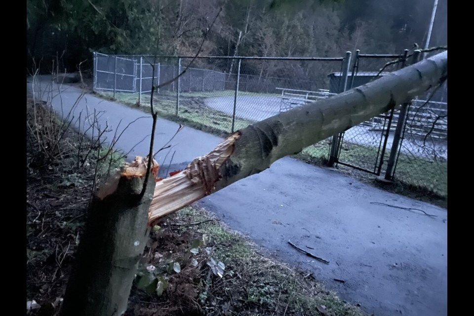 An alder tree chopped down near a ballpark at Mundy park in Coquitlam crashed onto a nearby fence