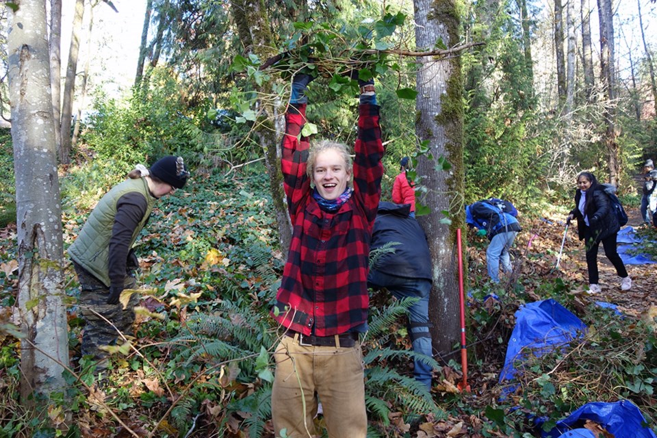 Nearly 40 volunteers removed invasive English Ivy from Port Moody's Thurston Woods Trail near Noons Creek Drive on Nov. 19, 2022.