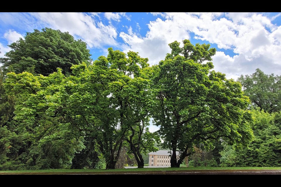 The Riverview Horticultural Centre Society is celebrating 30 years in Coquitlam, educating the public on the historic lands and environment of the səmiq̓ʷəʔelə/Riverview Lands.