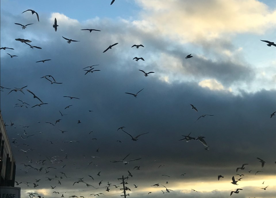 Seagulls at Coquitlam transfer station Terry O'Neill photo