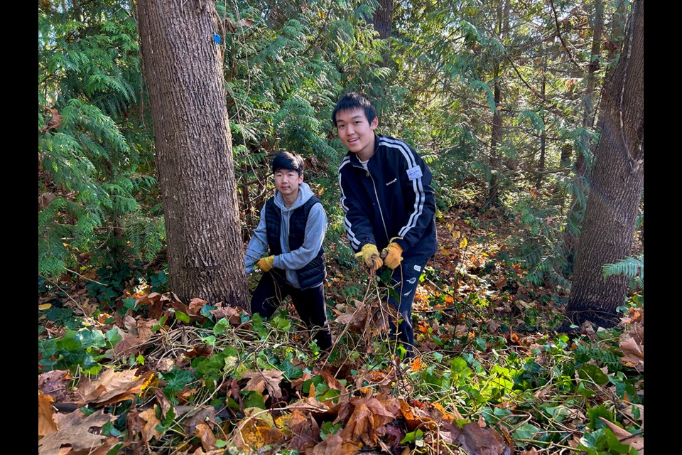 Volunteers from the Green Team pull up invasive species from the Thurston Park trail in Port Moody on Saturday, Nov. 18, 2023.