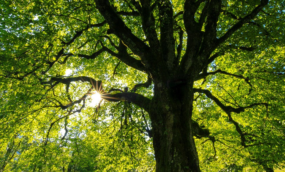tcn-20250414-pomo-tree-bylaw-1w