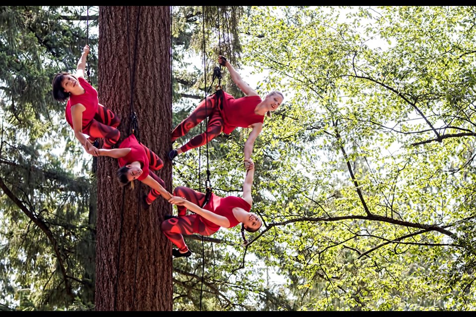 Members of the Aeriosa Dance Society, Cara Sui, Chandra Krown, Gina Alpen and Julia Carr, perform high in the trees at Saturday's Kaleidoscope Arts Festival in Coquitlam's Blue Mountain Park.