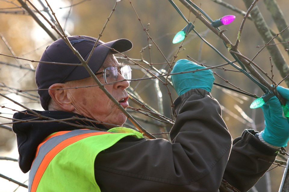 Bill Nichol is entwined by branches as he installs lights in a tree for the annual Lights at Lafarge Christmas display.
