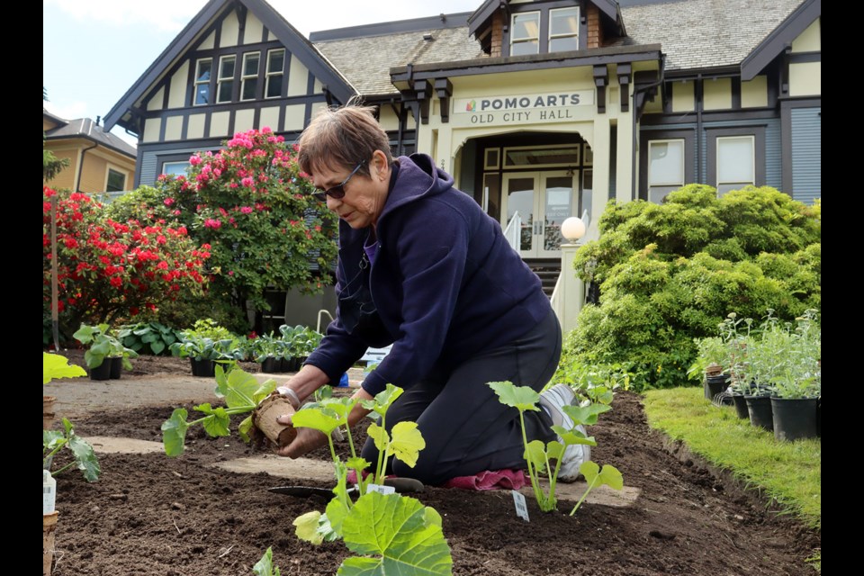 Pat Lapthorne gets her hands dirty in the new victory garden being planted by volunteers in front of the Port Moody Arts Centre on Friday.