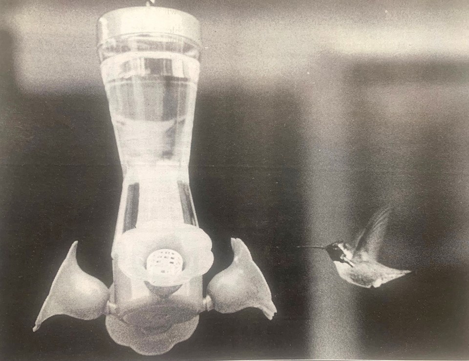 tcn-20240628-headlines-hummingbird-1w