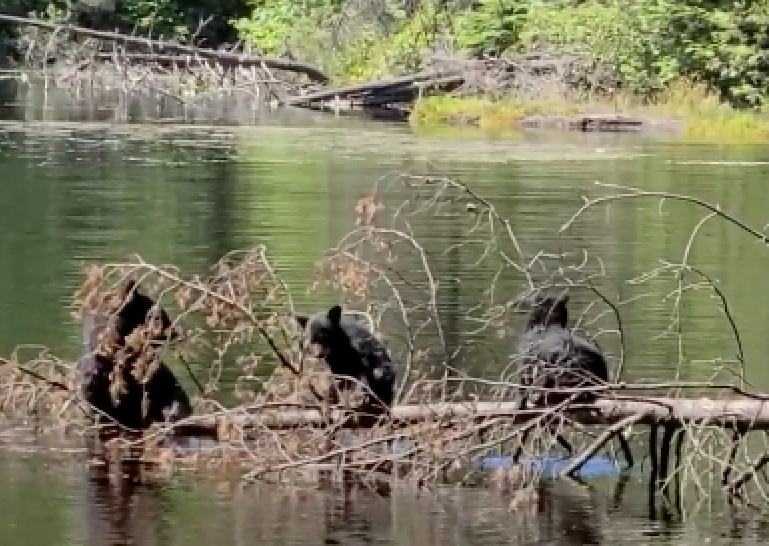 0712 Bears in Mundy Lake from Reddit post