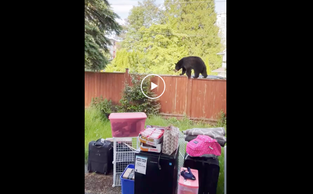Bear family walks on fence