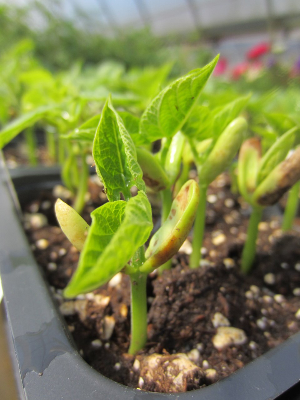 brianmintercoolerspringtemperaturesseedlingjune92024