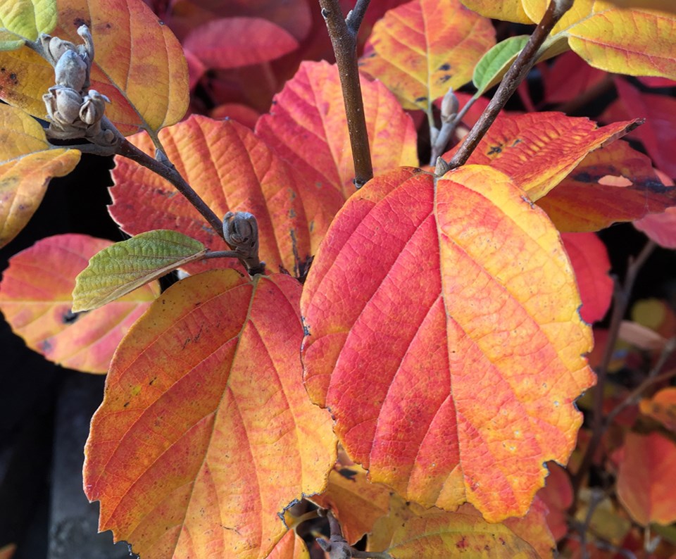 brianminterfallfoliageoctober2023