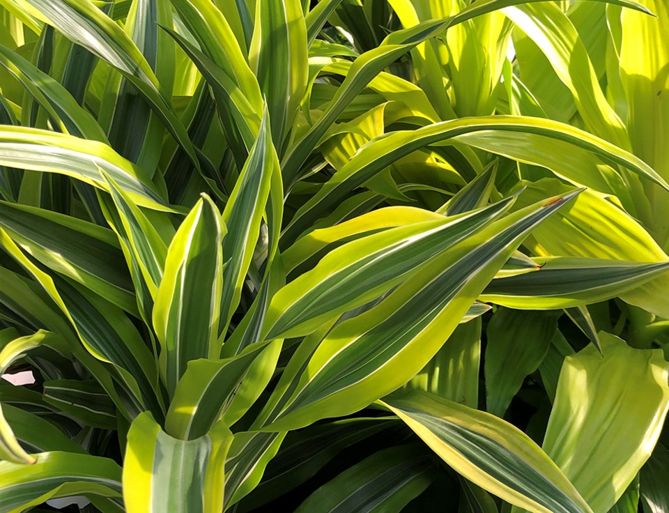 brianminterhouseplantswinter2023