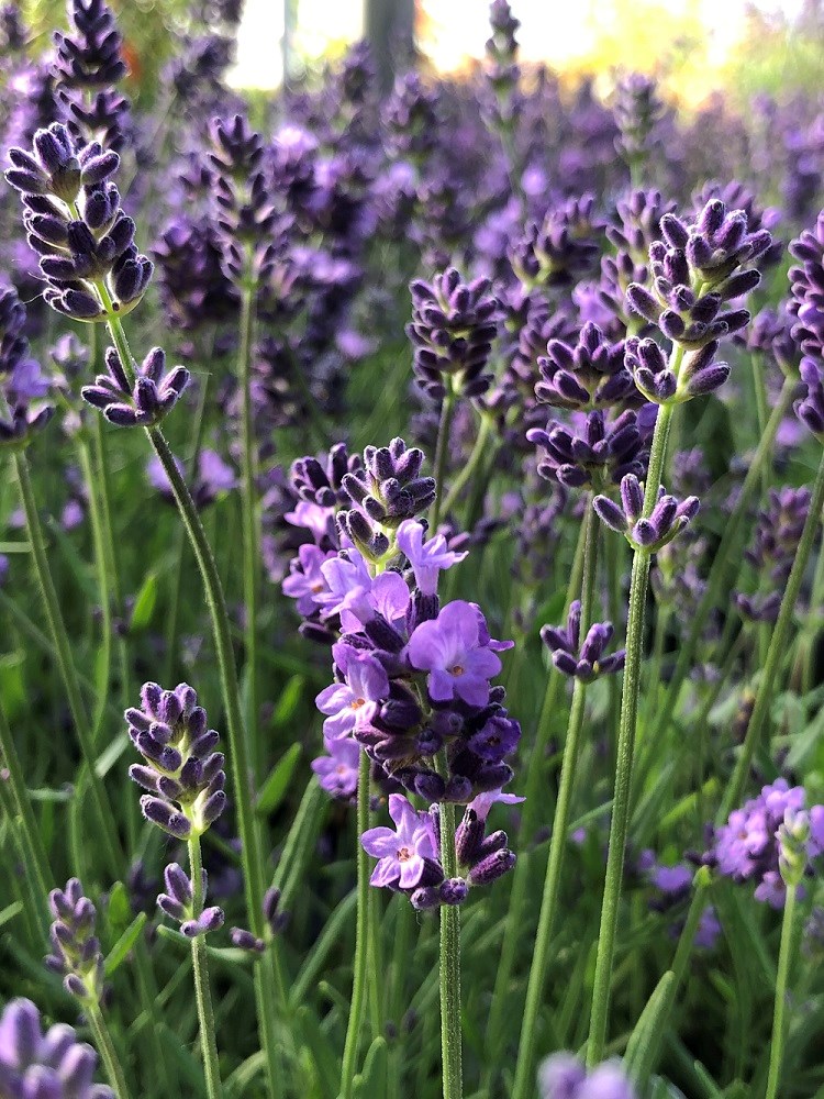 brianminterlavendermay2024