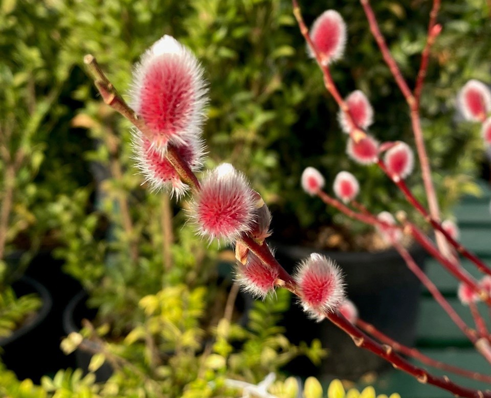 brianminterpinkpussywillowfebruary2024