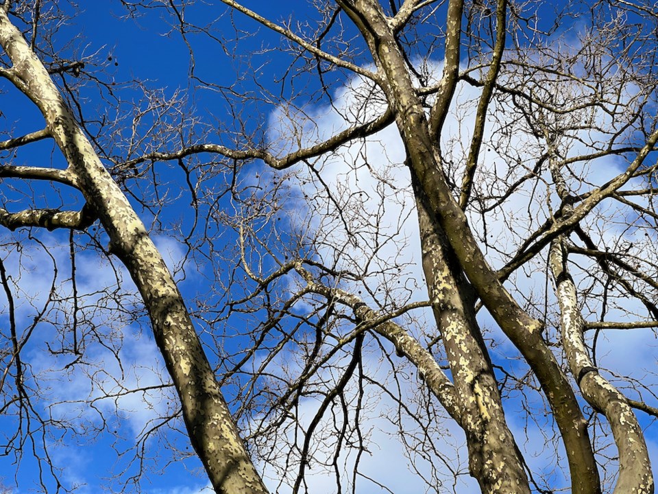 gettyimages-winter-tree