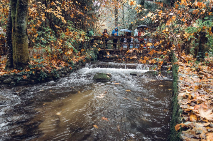 Hoy Creek Hatchery salmon viewing