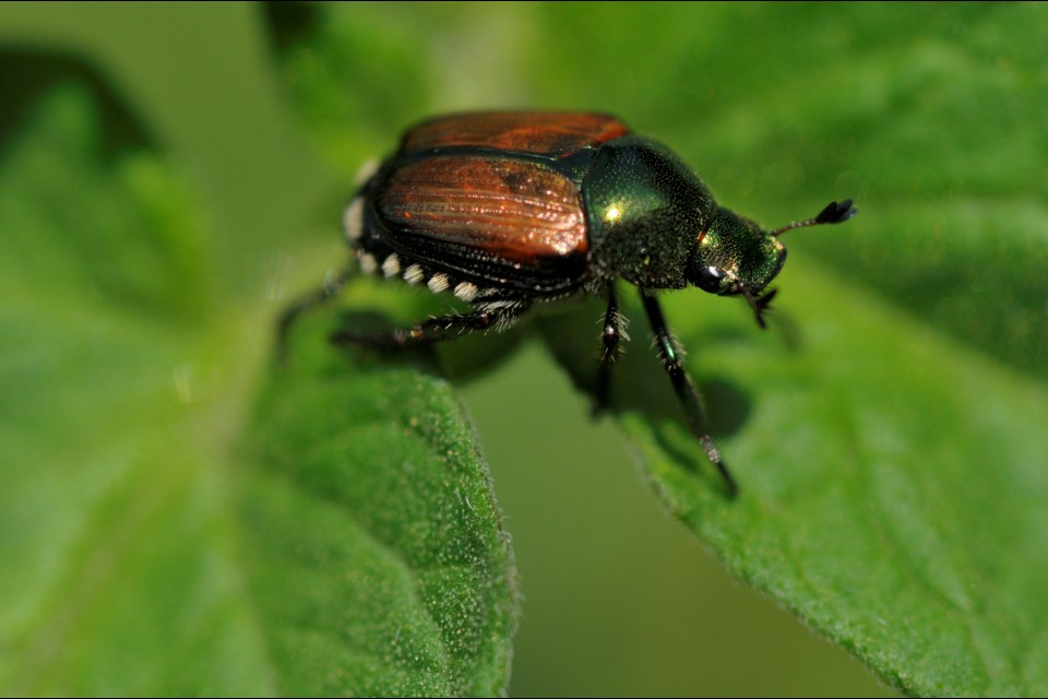 Spraying is starting this week in areas of Port Coquitlam where the Japanese beetle (Popillia japonica) have been found.