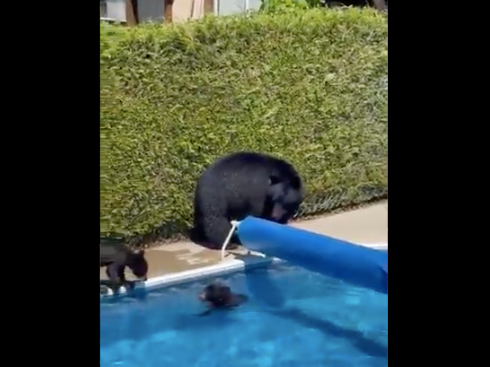 Lyle Jeffrey Bears frolicking in pool