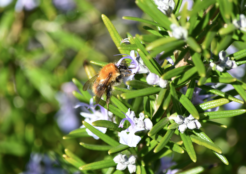 Pollinators Getty photo