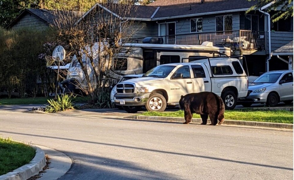 Port Coquitlam bear Stacey Gokool photo