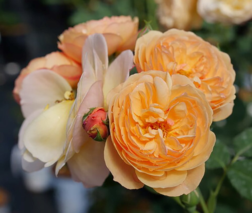 rosa-flavorette-apricot-honey-4