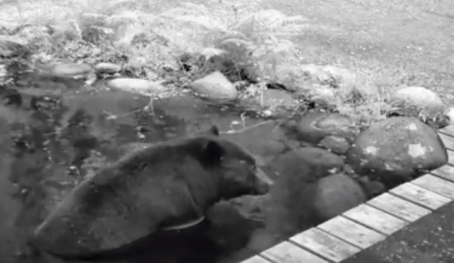 Sleek black bear at Mossom pond