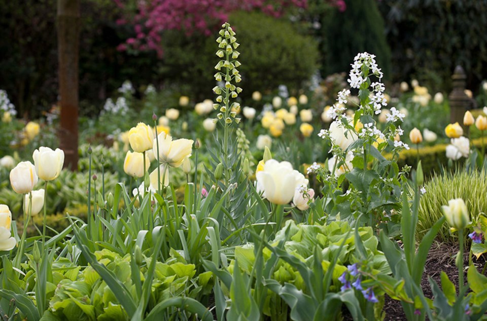 spring-bulbs-with-emgering-hosta-brian-minter