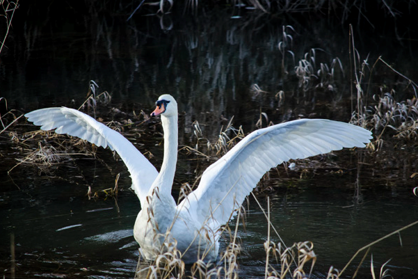 Swan photo by Laura Thomas of Port Coquitlam