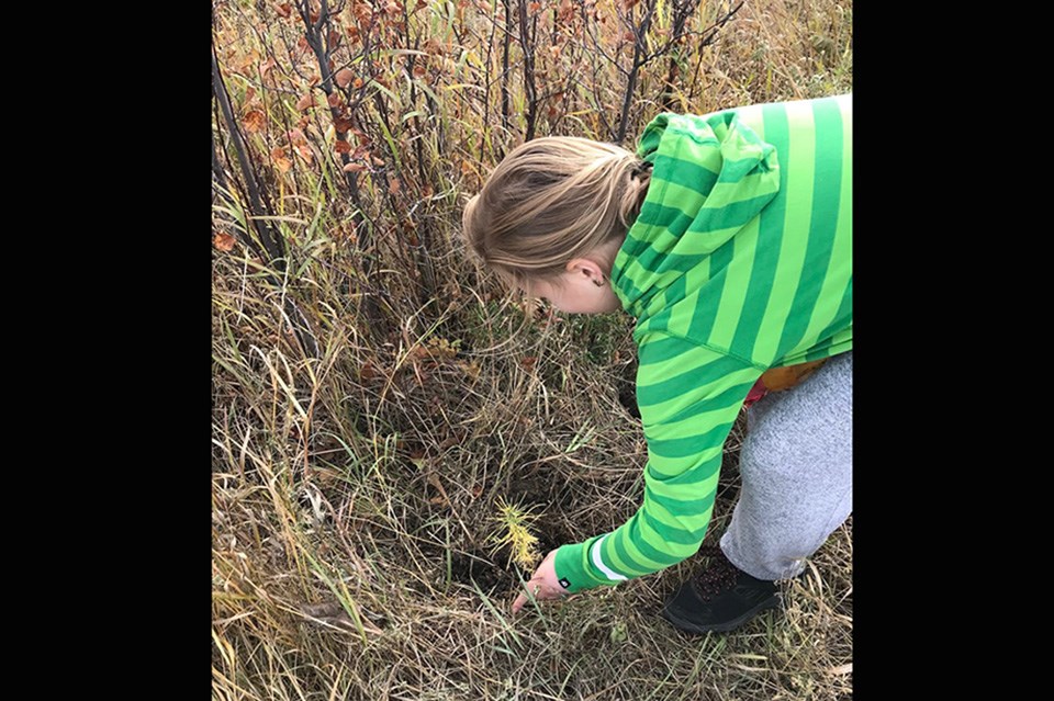 tree-planting-ij_hansen_final