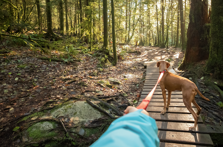 Waslking a dog on a trail